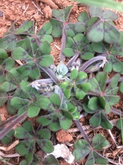 Oxalis compressa compressa