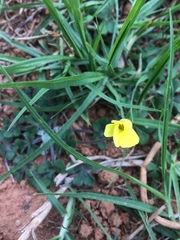 Oxalis compressa compressa