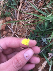 Oxalis compressa compressa