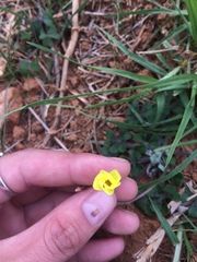 Oxalis compressa compressa
