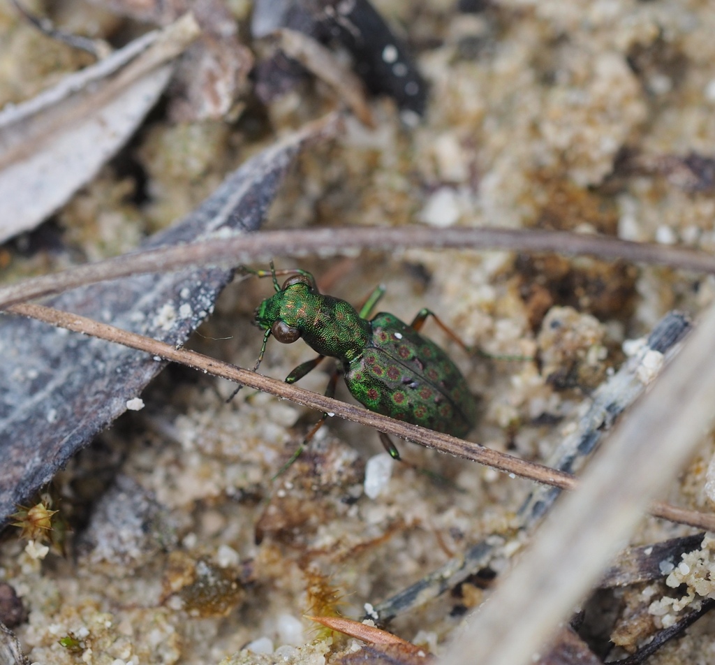 Elaphrus ullrichii