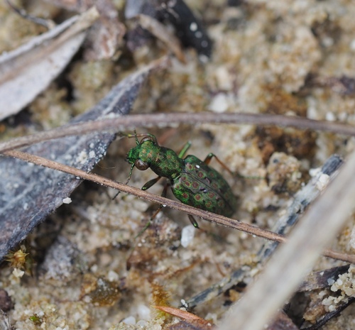 Elaphrus ullrichii