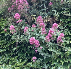 Centranthus ruber