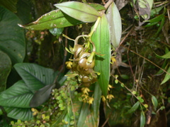 Epidendrum carchiense