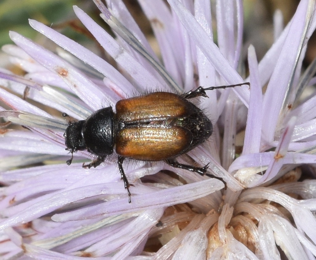 Chasmatopterus almeriensis