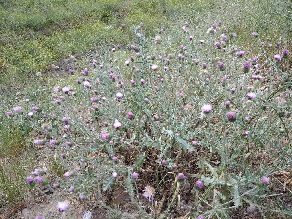 Carduus seminudus