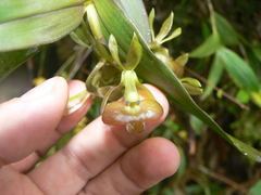 Epidendrum carchiense