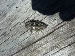 Chalcophora mariana
