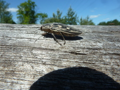 Chalcophora mariana