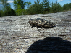 Chalcophora mariana