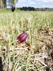 Fritillaria meleagroides