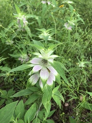 Monarda stanfieldii