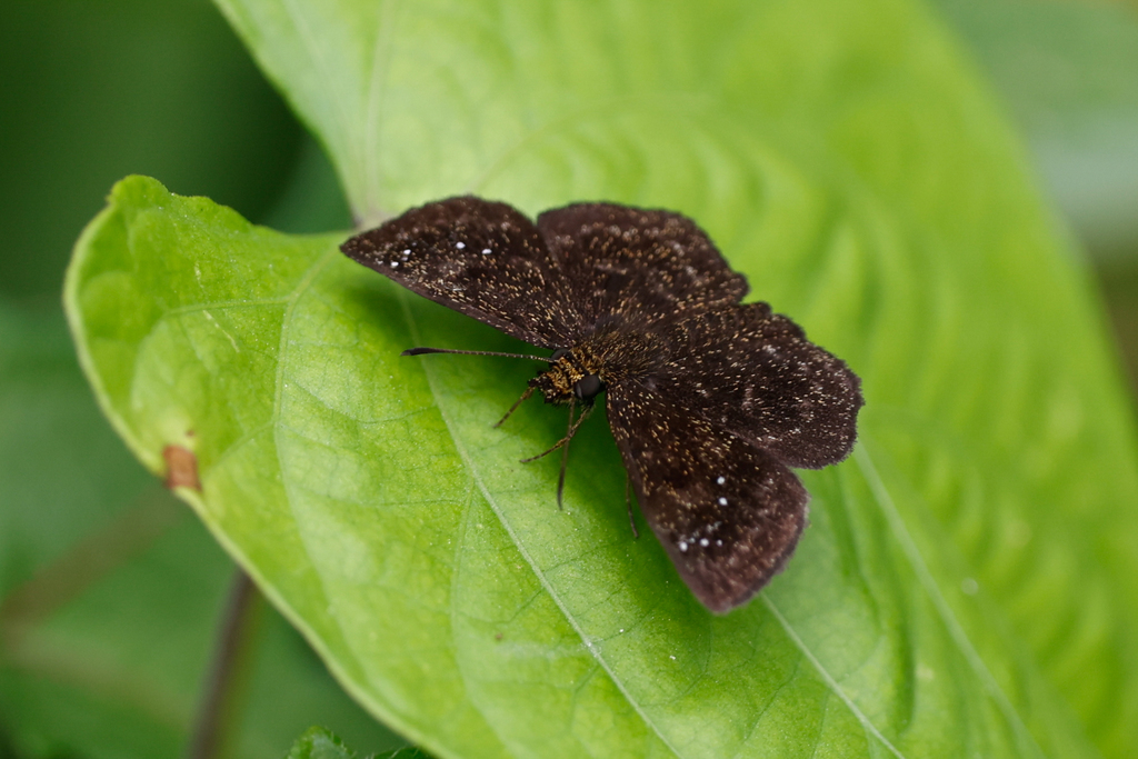 Staphylus oeta