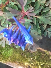 Corydalis flexuosa