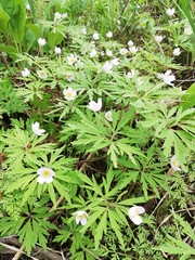 Anemonoides caerulea