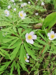 Anemonoides caerulea