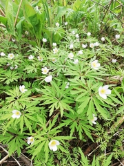 Anemonoides caerulea