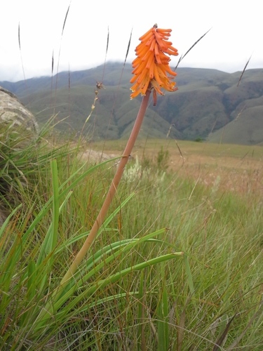 Kniphofia galpinii, photograph 2