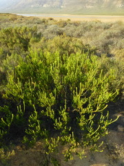 Leucadendron stellare