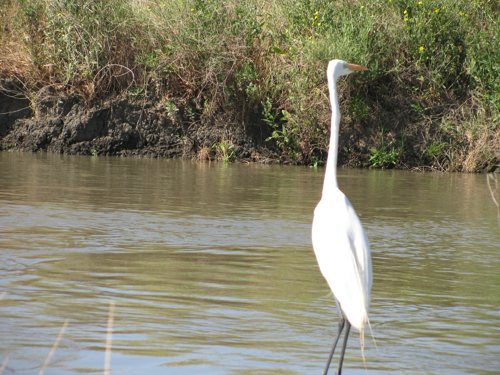 Great Egret from Yolo Bypass Wildlife Area, 45211 Co Rd 32B, Davis, CA ...