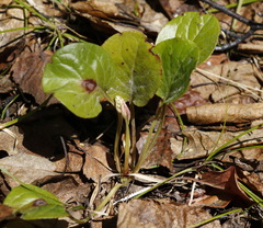 Pyrola asarifolia incarnata