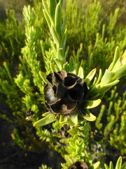 Leucadendron stellare