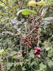 Ribes magellanicum