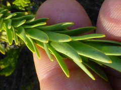 Leucadendron stellare