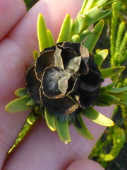Leucadendron stellare