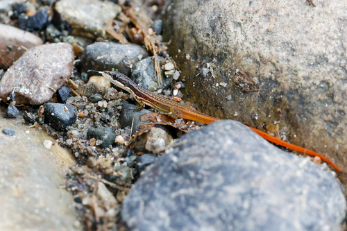 White-lipped Cercosaura, Cercosaura argulus