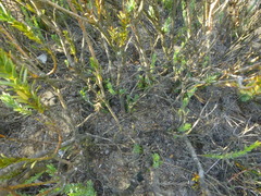 Leucadendron stellare