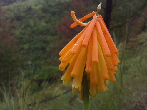 Kniphofia galpinii, photograph 3