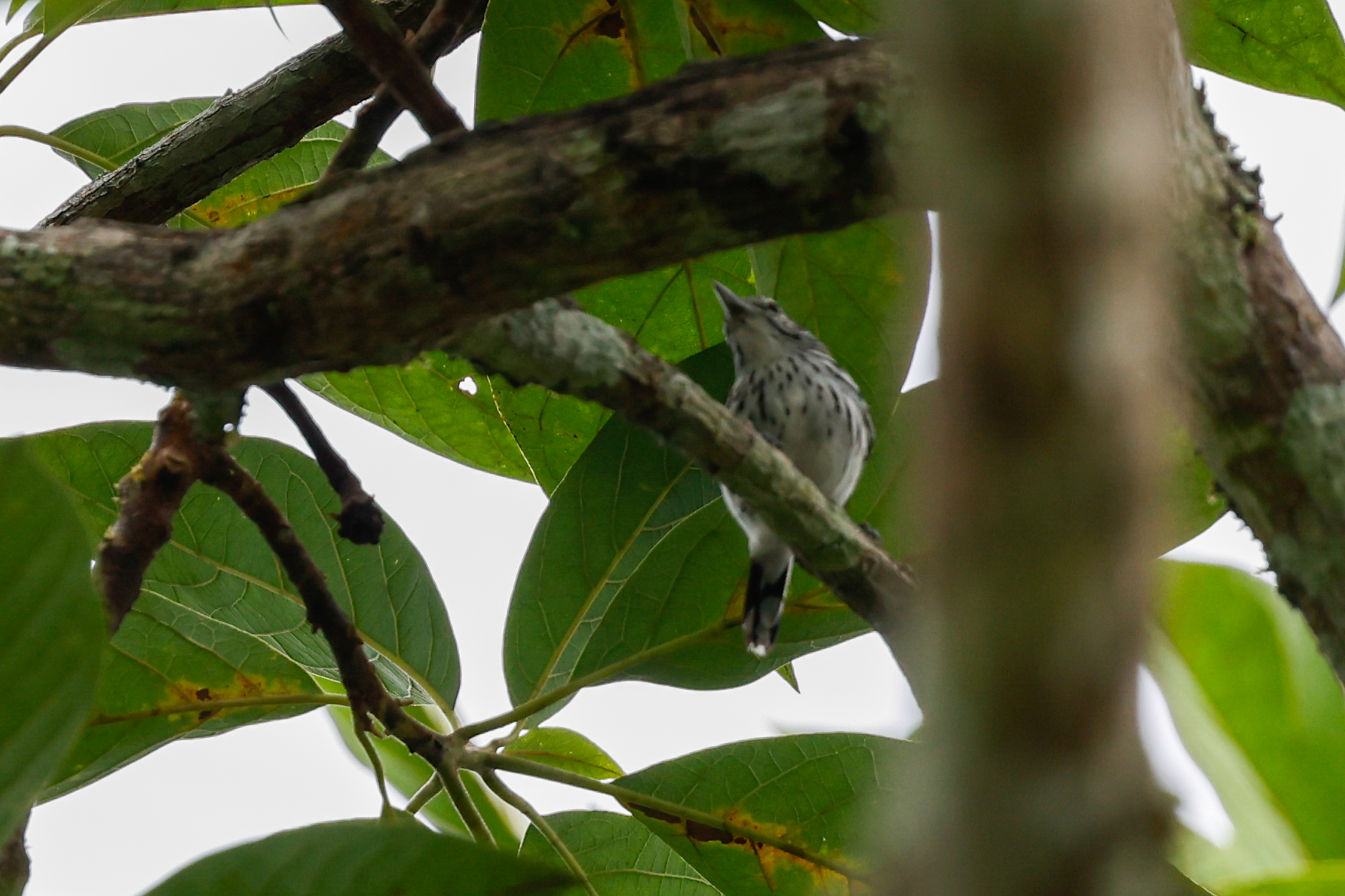 Stripe-chested Antwren (Myrmotherula longicauda), photo 3