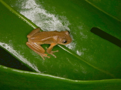 Dendropsophus bogerti