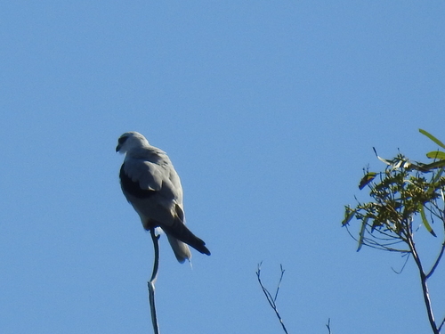 Elanus axillaris