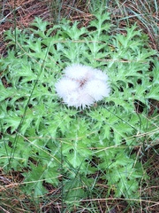 Cirsium scariosum