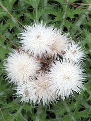 Cirsium scariosum