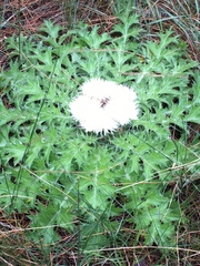 Cirsium scariosum