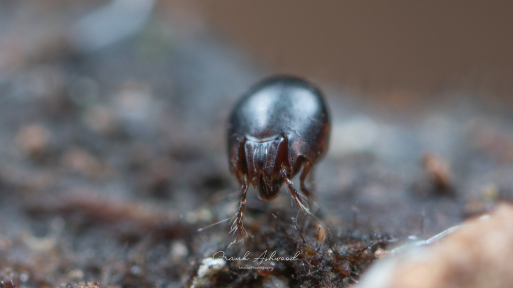 Achipteriidae