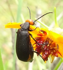 Epicauta atrata