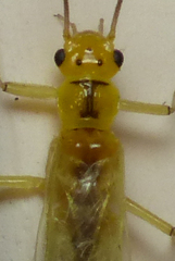 Chloroperlidae