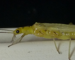 Chloroperlidae