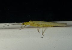 Chloroperlidae