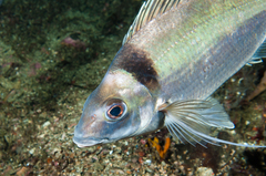 Hawaiian Morwong photo 3
