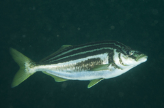 Striped Trumpeter photo 4