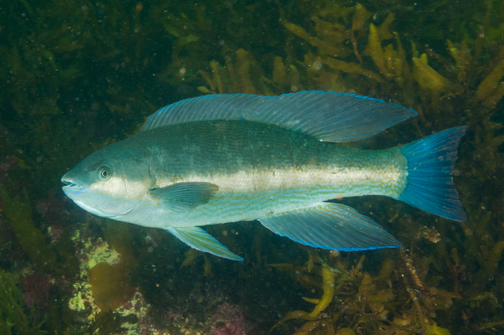 Butterfish