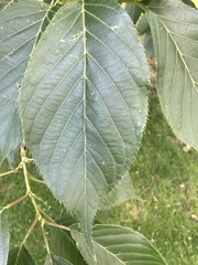 Cerasus