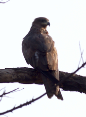 Milvus migrans