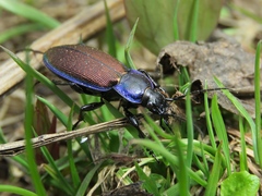 Carabus regalis
