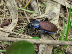 Carabus regalis
